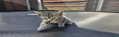 Female kitten 3