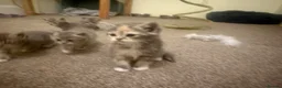 Mixed Breed cats for sale: Exotic Persian cross kittens - ready for new homes - Advert 3