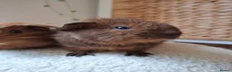 Guinea Pig rodents for sale: cali boar & teddy boar baby Guinea Pigs - Advert 8