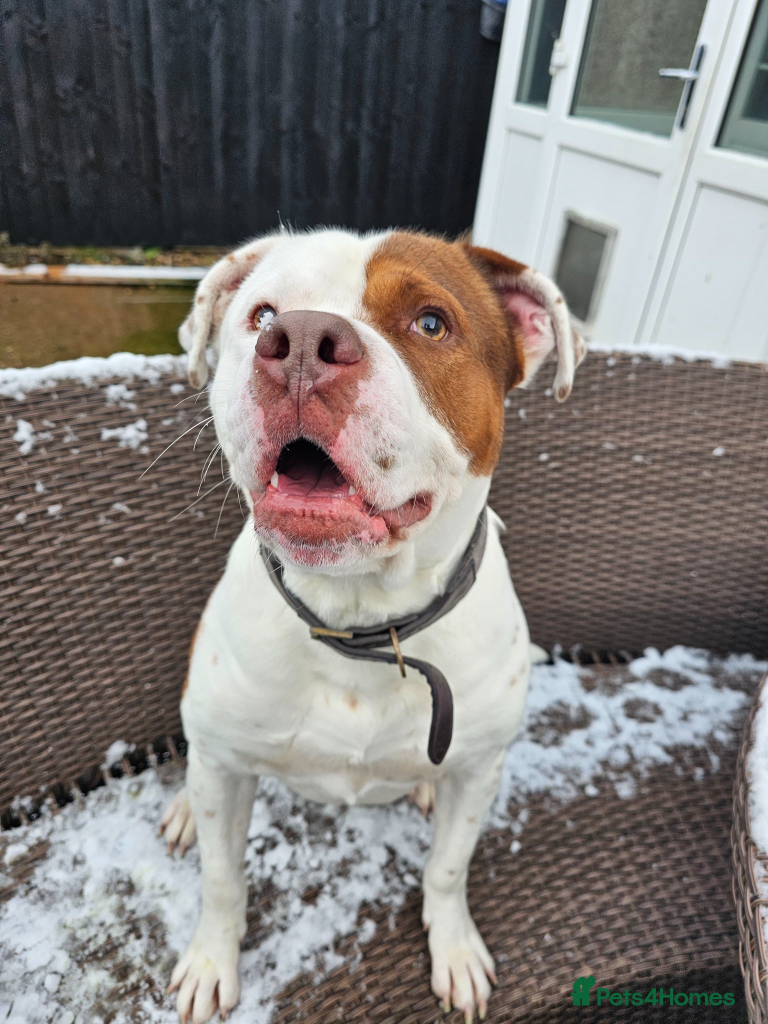 Mixed Breed dogs Rocket - Advert 1