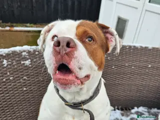 Mixed Breed dogs Rocket - Advert 1