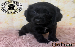 Cocker Spaniel dogs for sale: 🖤 Quality Cocker Spaniels 🖤 Ready Now 🖤 - Image 6