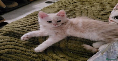 Maine Coon cats - Advert 3