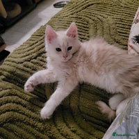 Maine Coon cats - Advert 8