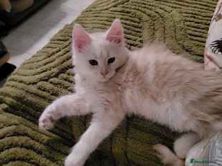 Maine Coon cats - Advert 5