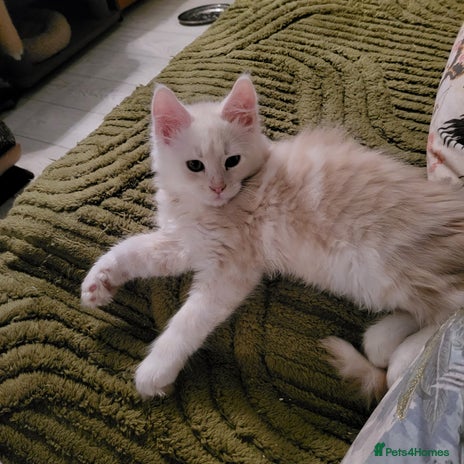 Maine Coon cats - Advert 3