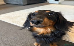 Miniature Dachshund dogs for sale: Long haired miniature dachshund puppies  - Image 2