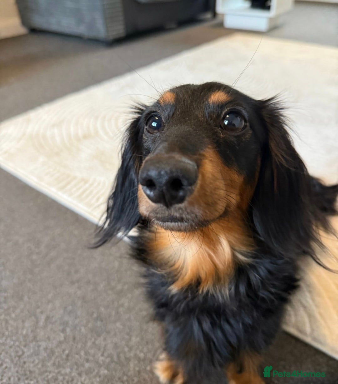 Miniature Dachshund dogs for sale: Long haired miniature dachshund puppies  - Image 2