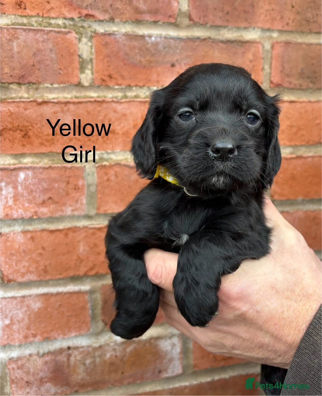Cocker Spaniel dogs for sale: Quality Cocker Spaniel Puppies - Advert 12