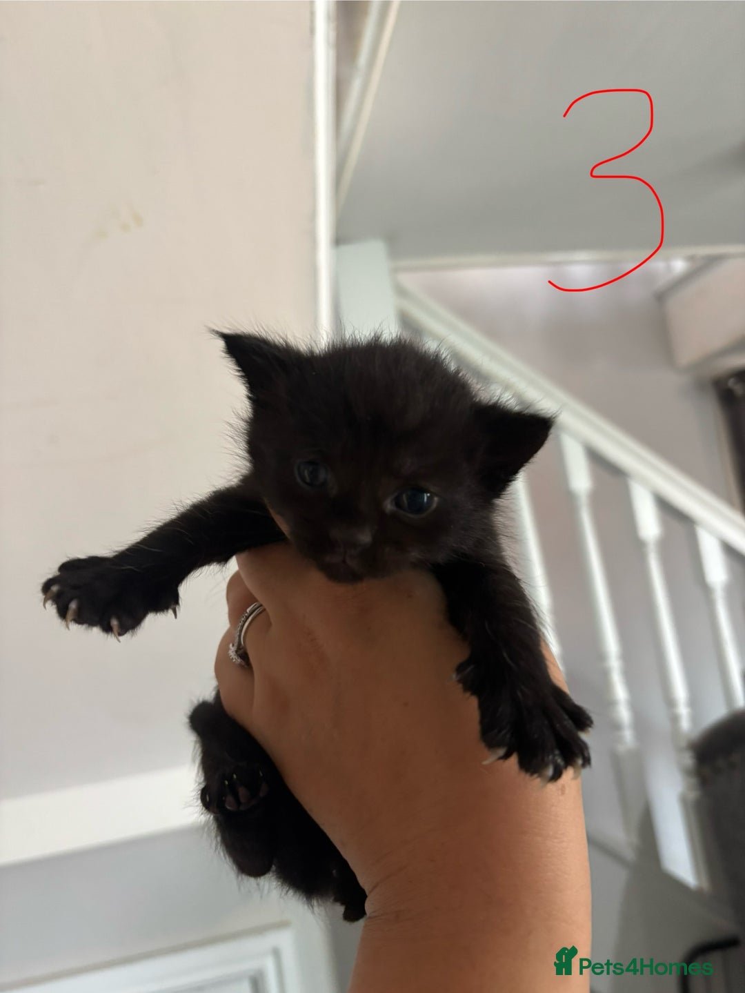 Ragcoon cats for sale: Ragcoon kittens  - Image 5
