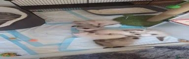 Ragdoll 1