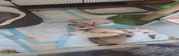 Ragdoll cats for sale: Ragdoll Kittens Looking Their Forever Homes - Advert 2