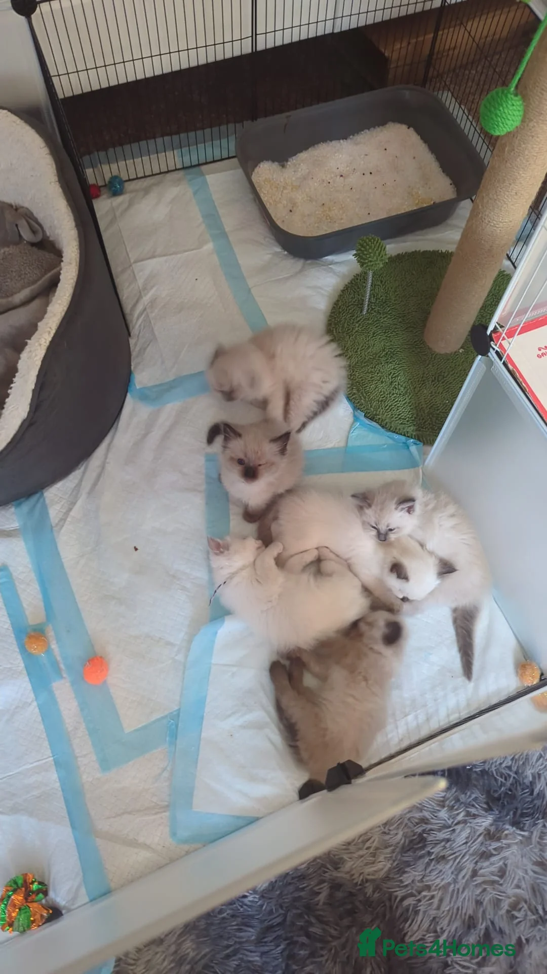 Ragdoll cats for sale: Ragdoll Kittens Looking Their Forever Homes - Advert 2