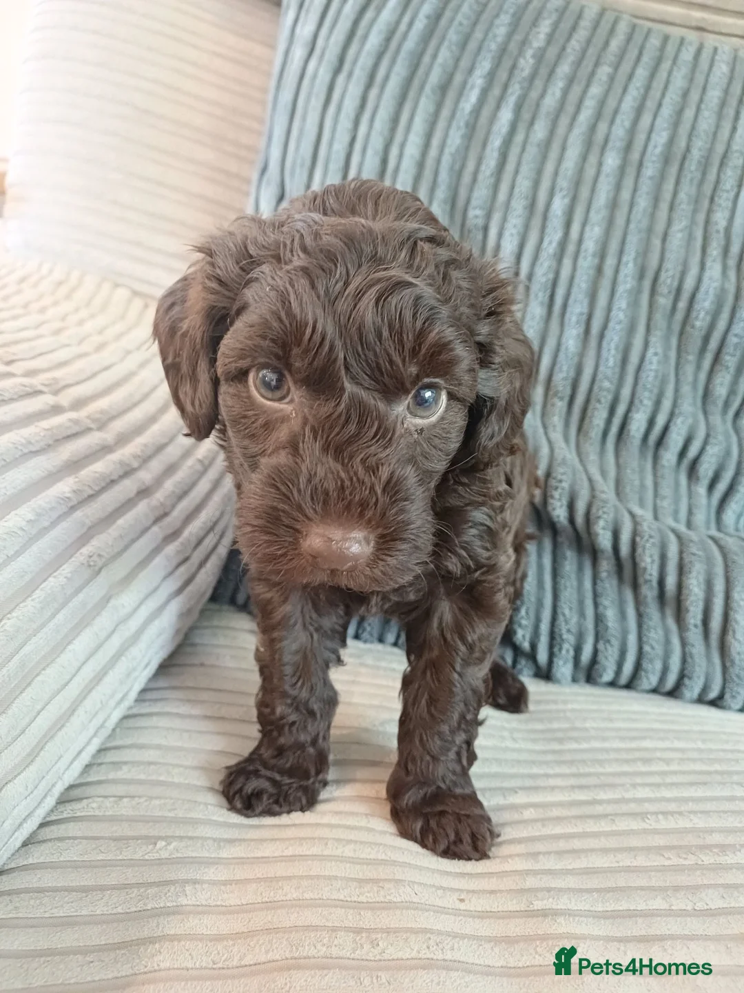 Mixed Breed dogs for sale: Stunning Maltipoo X Miniature Schnauzer - Advert 1