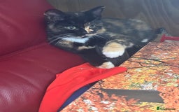 Mixed Breed cats for sale: Adorable kittens for sale - Image 4