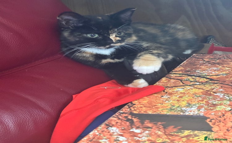 Mixed Breed cats - Advert 15