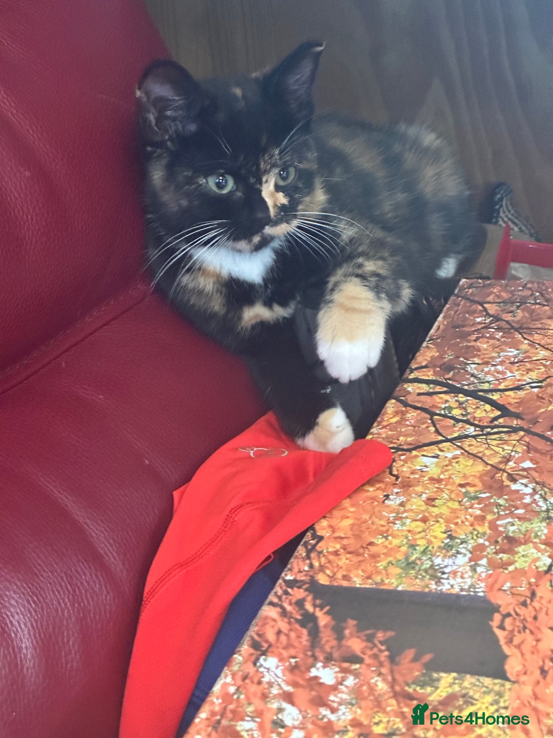 Mixed Breed cats for sale: Adorable kittens for sale - Image 4