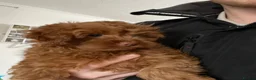 Toy Poodle dogs for stud: Toy poodle for stud  - Advert 3