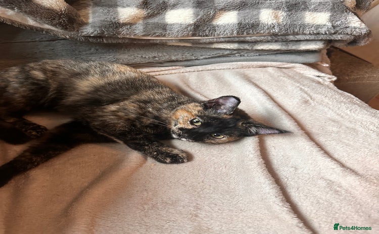 Ragdoll cats - Advert 1