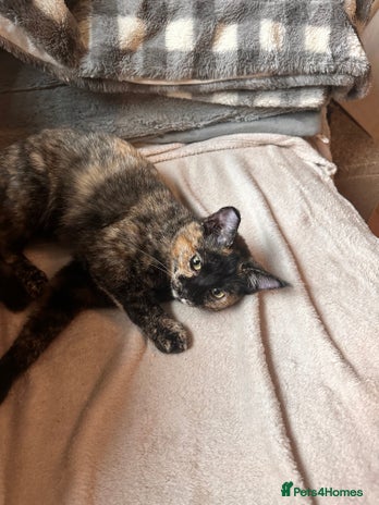 Ragdoll cats - Advert 1