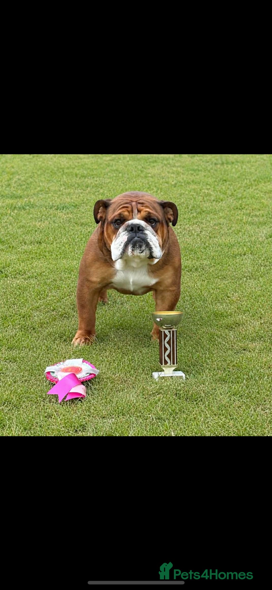 English Bulldog dogs KC registered standard Bulldog - Advert 2