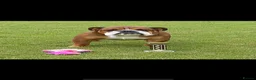 English Bulldog dogs for stud: Health tested and sound temperament stud available - Advert 4