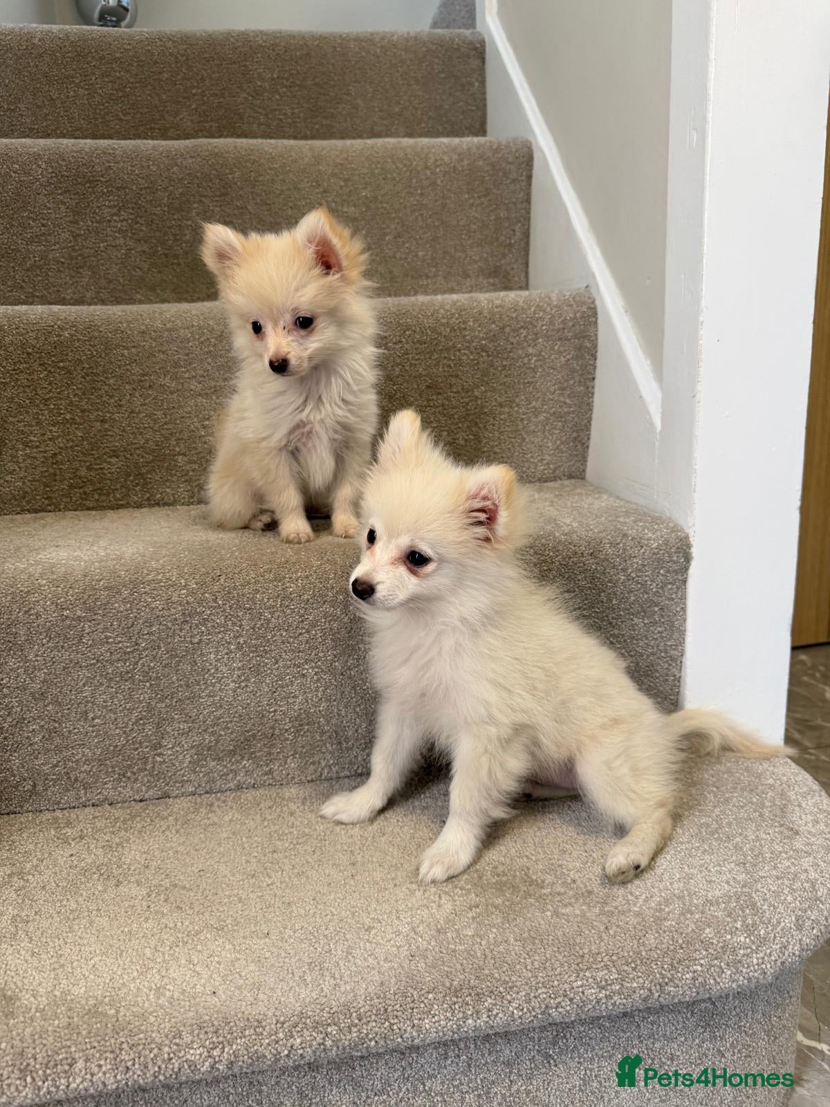 Pomeranian dogs Pomeranian puppies ready now  - Advert 2