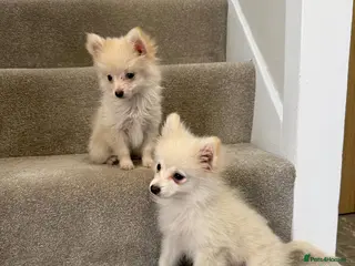 Pomeranian dogs Pomeranian puppies ready now - Advert 2