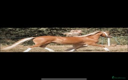 Welsh Section A horses for sale: 4 yr old welsh sec A filly - Image 4