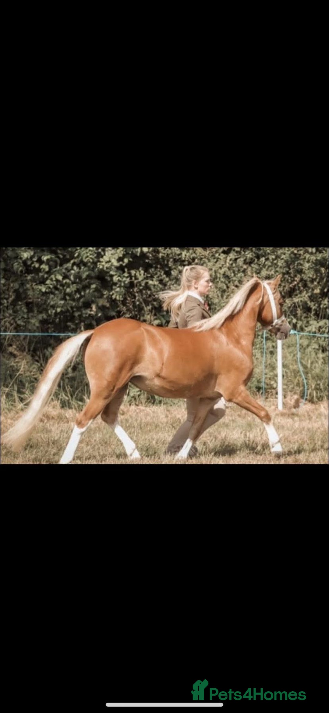 Welsh Section A horses for sale: 4 yr old welsh sec A filly - Image 4
