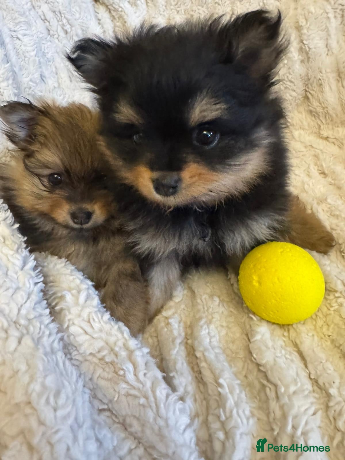 Pomeranian dogs Beautiful baby girls  - Advert 13