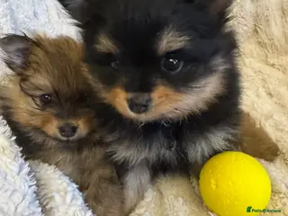 Pomeranian dogs Beautiful baby girls - Advert 13