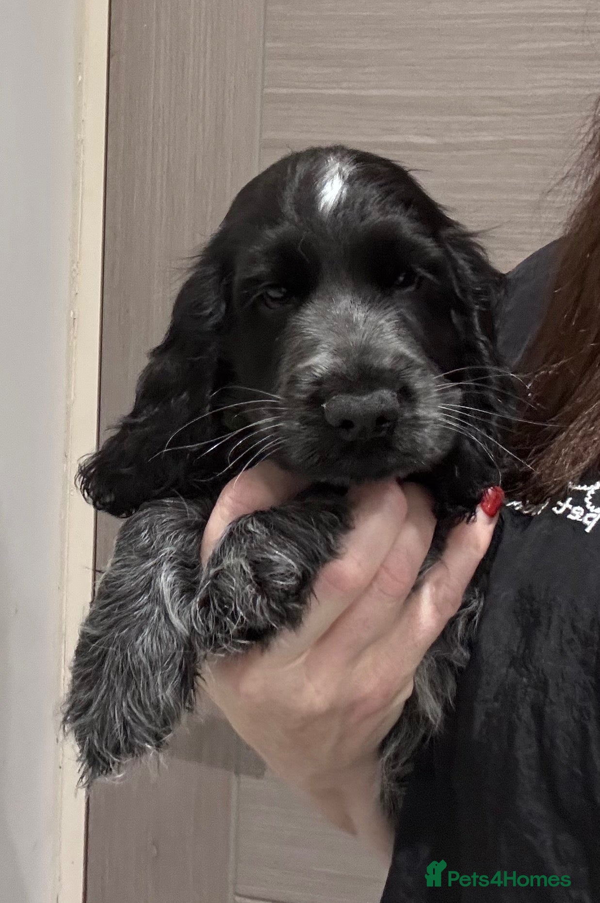 Cocker Spaniel dogs Show Cocker Show Quality DNA Tested Parents  - Advert 6