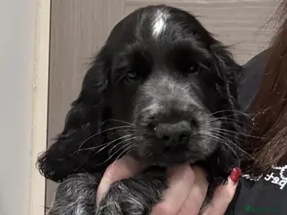 Cocker Spaniel dogs Show Cocker Show Quality DNA Tested Parents - Advert 6