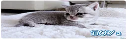 British Shorthair cats for sale: Beautiful British Shorthair Kittens – Home Raised - Advert 10