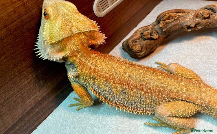 Bearded Dragon reptiles - Advert 7