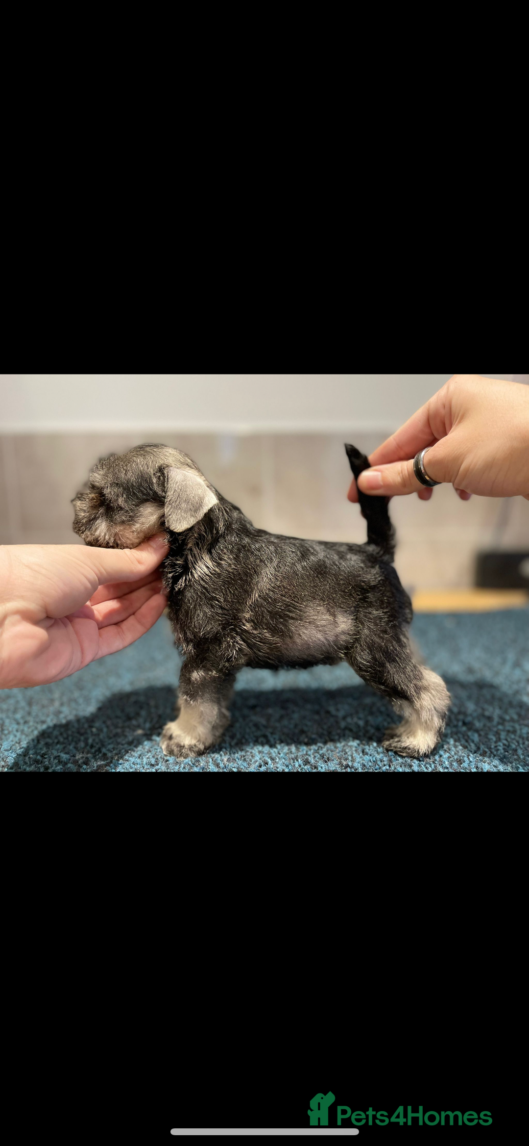 Miniature Schnauzer dogs for stud: STUNNING HEALTH TETSED MINI SCHNAUZER FOR STUD in Wigan - Advert 7