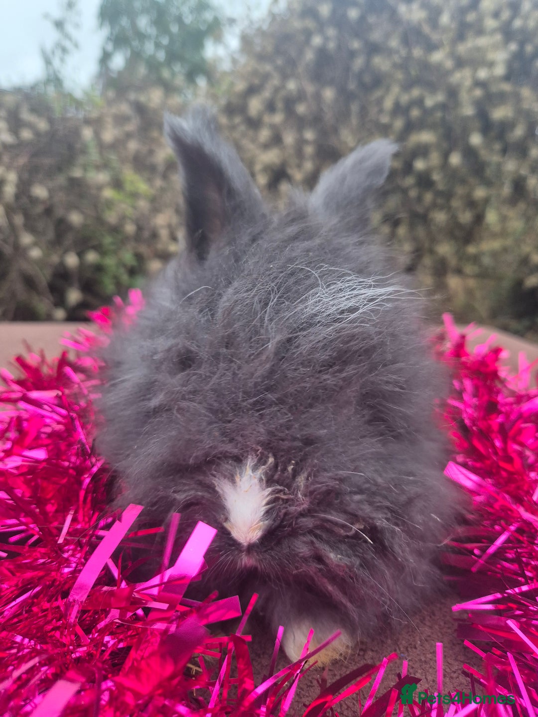 Angora rabbits for sale: 🧡 fulled faced imported parents 🇫🇷 bunnies 🧡 - Advert 8