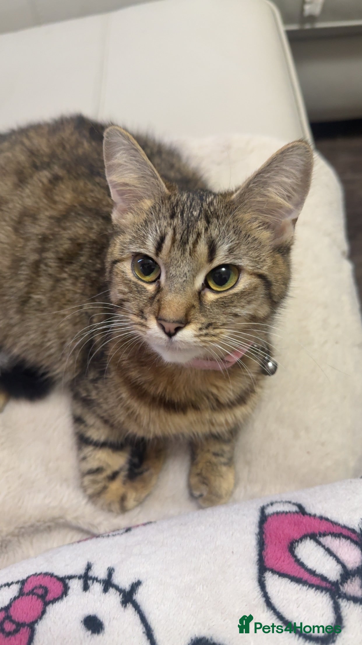 Domestic Shorthair cats Beautiful tabby’s looking for a forever home - Advert 3