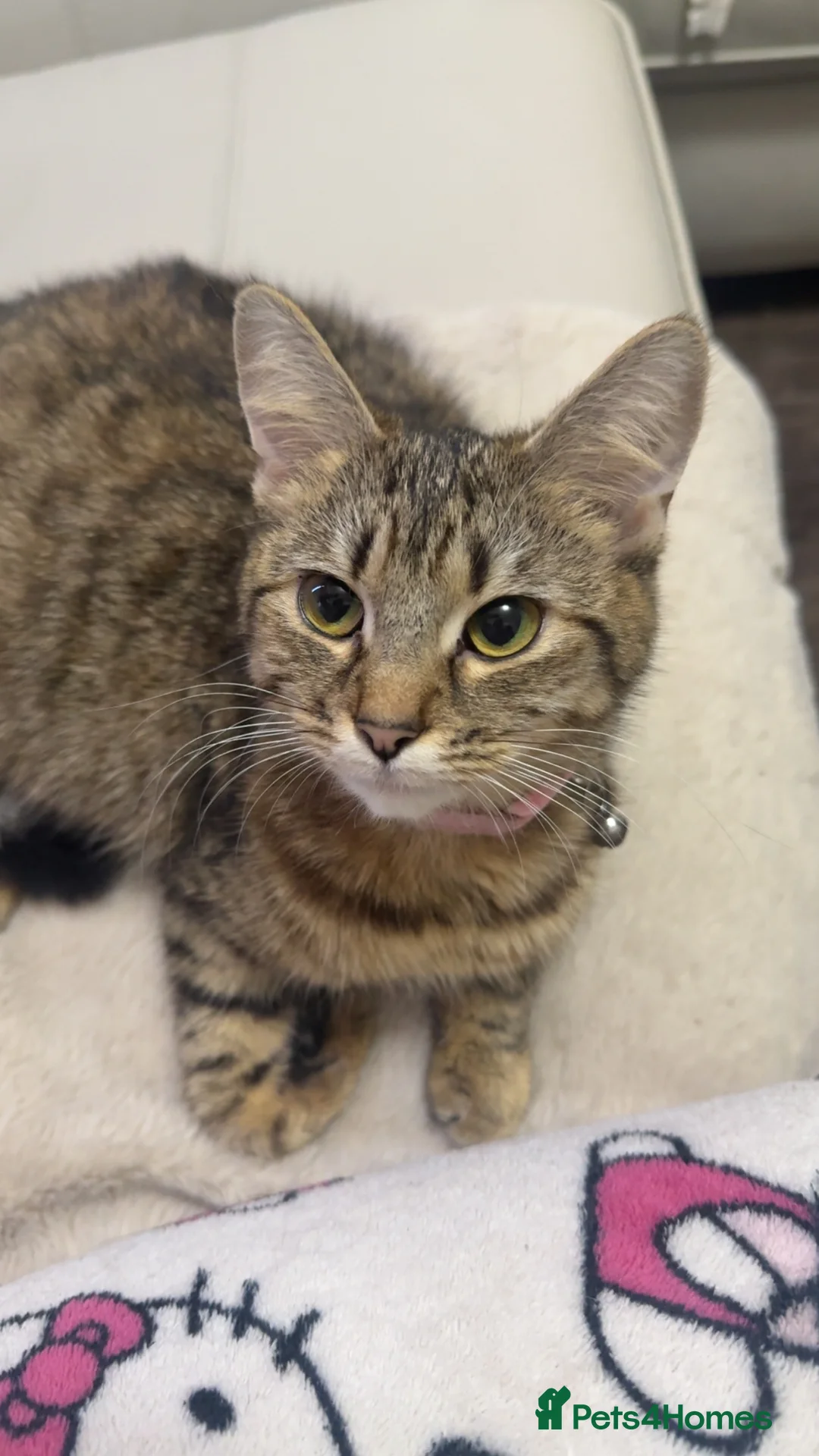 Domestic Shorthair cats for sale: Beautiful tabby’s looking for a forever home - Advert 1