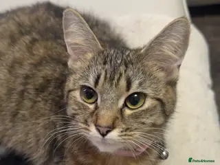 Domestic Shorthair cats Beautiful tabby’s looking for a forever home - Advert 3