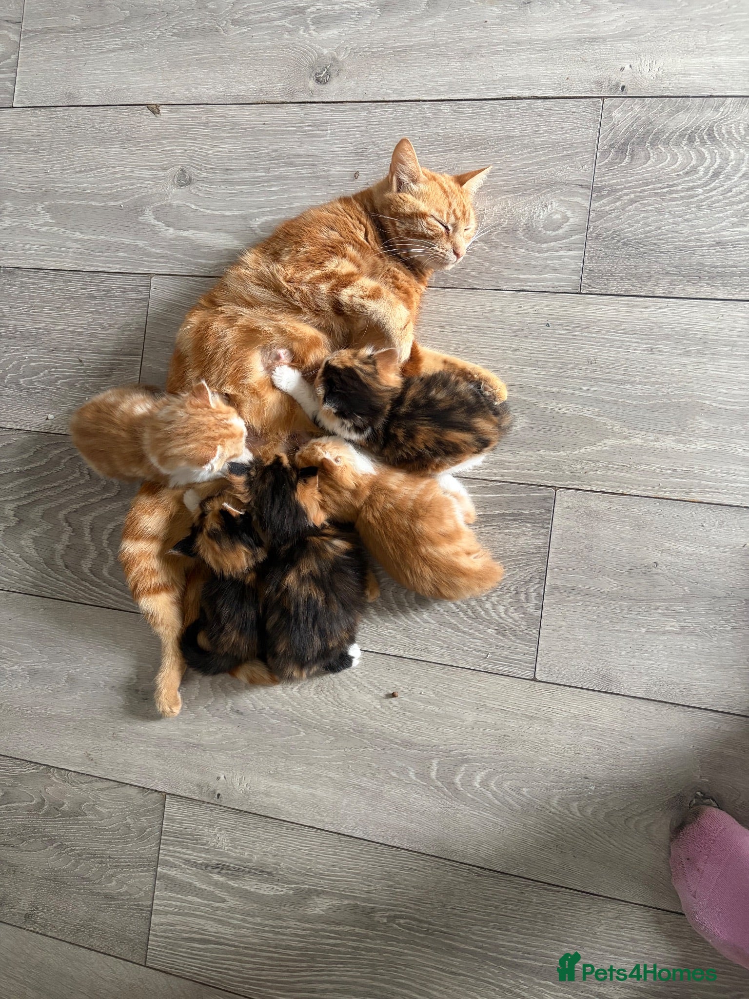 Mixed Breed cats Beautiful Tabby Cross Ragdoll Kittens  - Advert 1