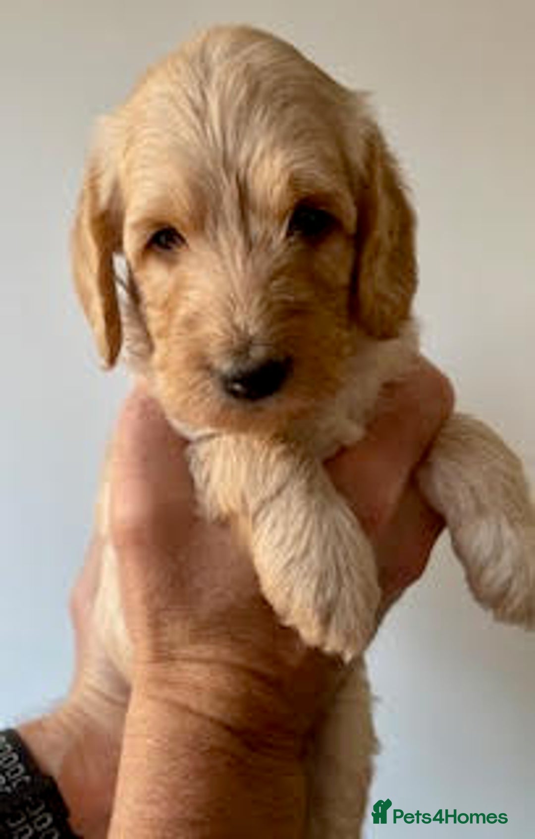 Labradoodle dogs for sale: Lily's Mini's - Multigen Mini Labradoodle Puppies - Image 14