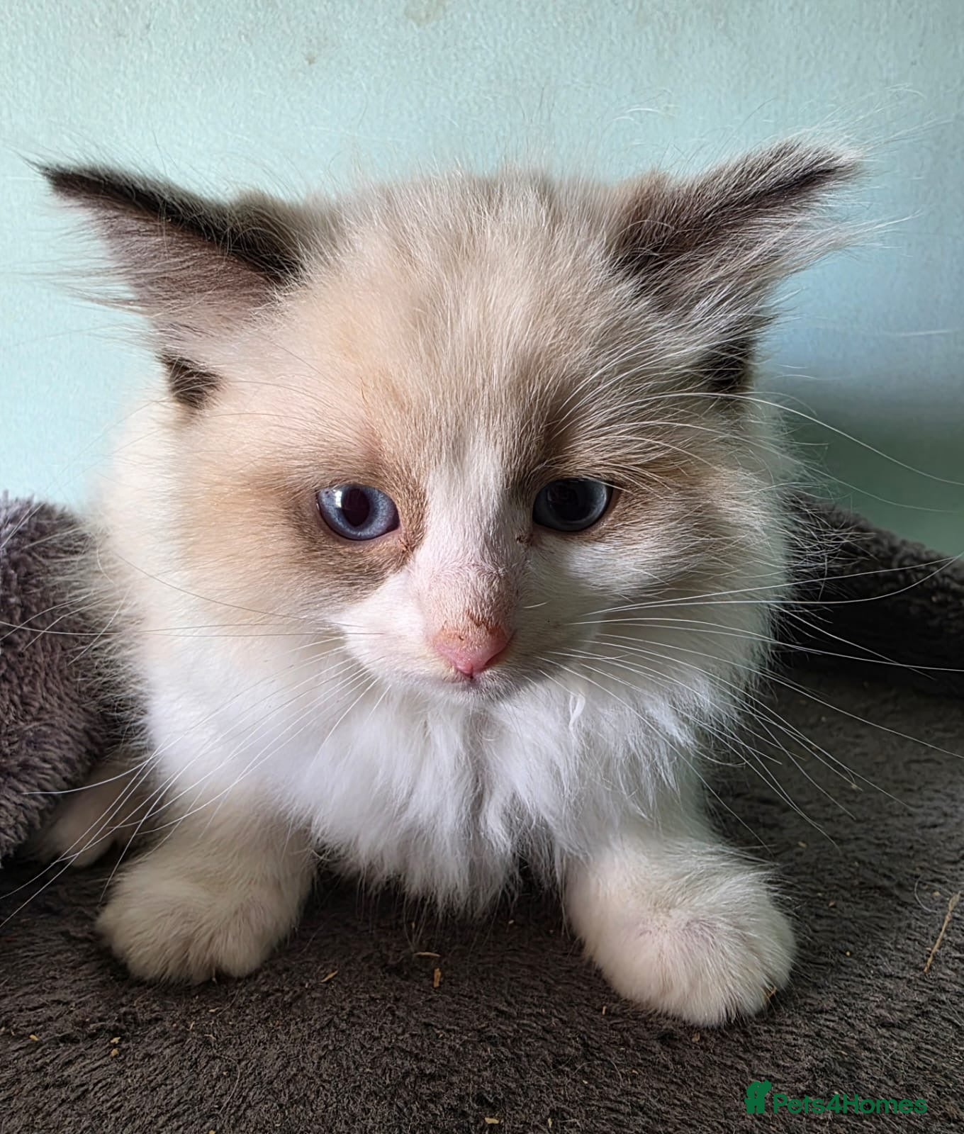 Ragdoll cats Beautiful full ragdoll kittens  - Advert 5