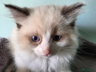 Ragdoll cats Beautiful full ragdoll kittens - Advert 5