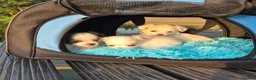 Chihuahua dogs for sale: Stunning Long-Haired Chihuahua Puppies in Guildford - Advert 34