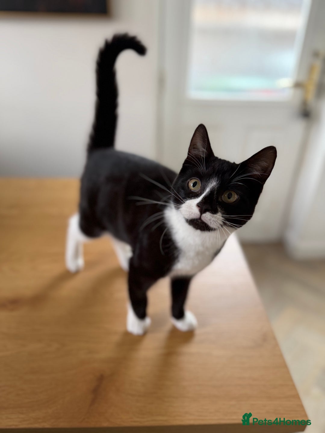 Mixed Breed cats for sale: 6m Female kitten looking for forever home  - Advert 4