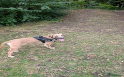 Mixed Breed dogs for sale: 10 month old staff/lab mix - Image 3