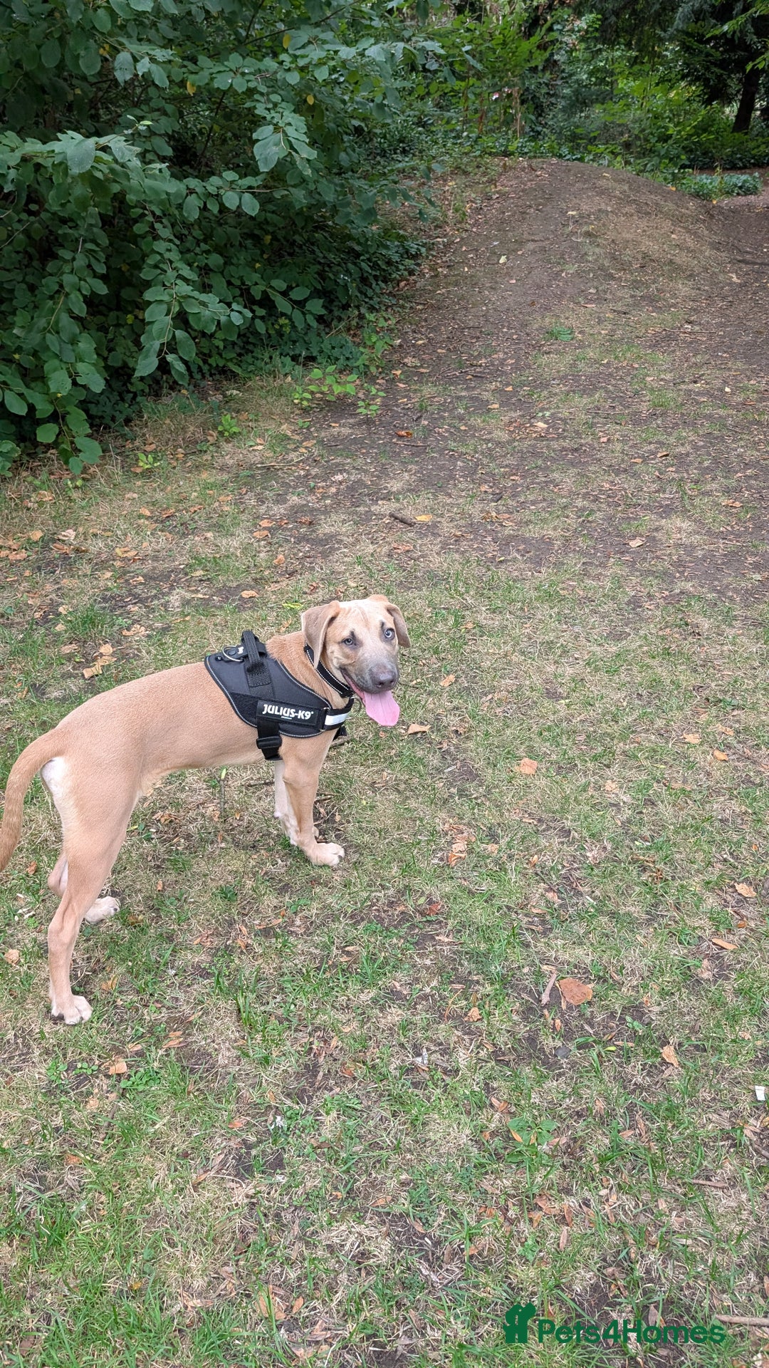 Mixed Breed dogs for sale: 10 month old staff/lab mix - Image 3