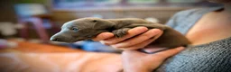 Italian Greyhound dogs for sale: KC Registered Italian Greyhound Girl Puppies - Advert 8